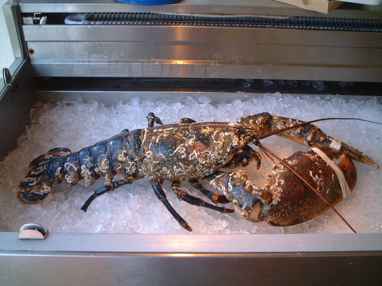 Gallery Britannia The Beach